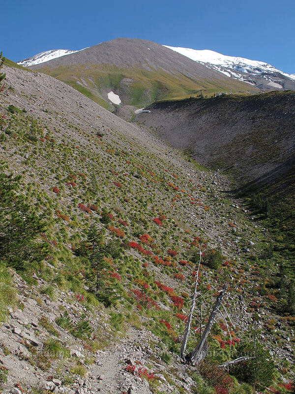 top of Sheep Canyon [Loowit Trail, Mt. St. Helens National Volcanic Monument, Skamania County, Washington]