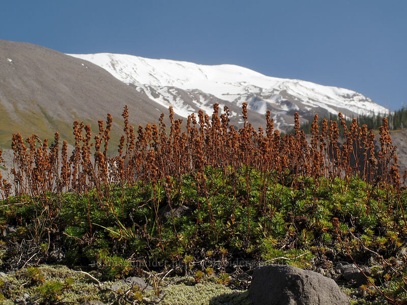 partridgefoot & Mount St. Helens (Luetkea pectinata) [Loowit Trail, Mt. St. Helens National Volcanic Monument, Skamania County, Washington]