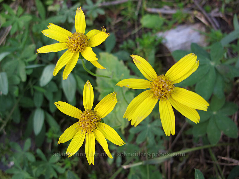 heart-leaf arnica (Arnica cordifolia) [Loowit Trail, Mt. St. Helens National Volcanic Monument, Skamania County, Washington]