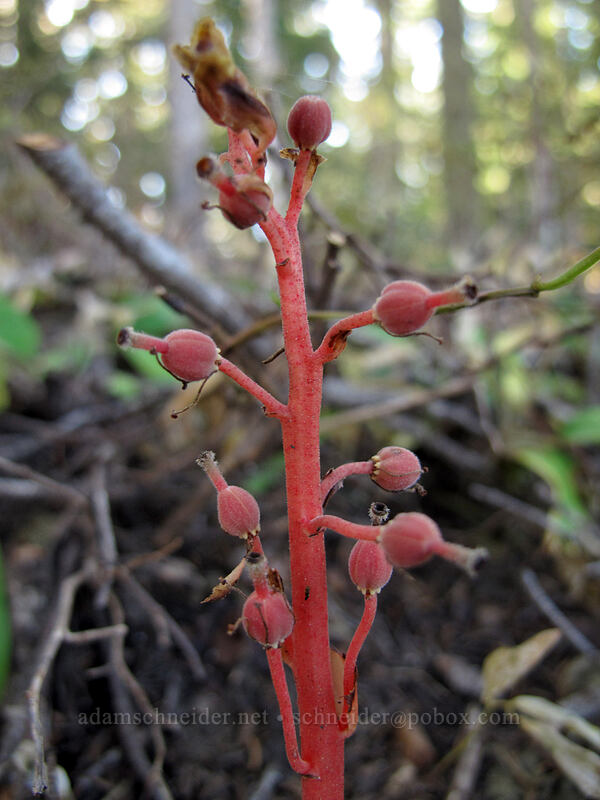 pinesap seeds (Monotropa hypopitys) [Sheep Canyon Trail, Mt. St. Helens National Volcanic Monument, Cowlitz County, Washington]