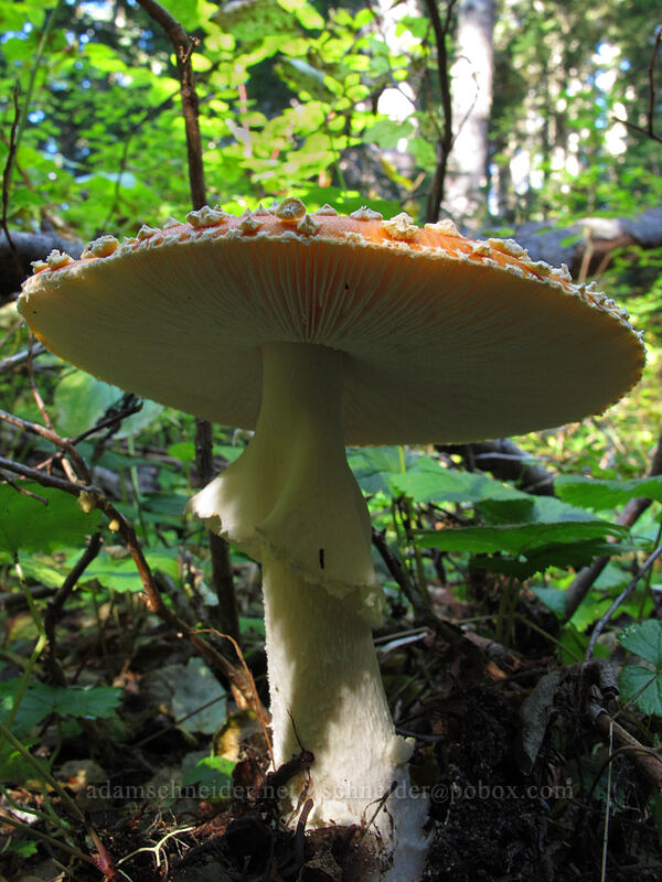big mushroom (Amanita muscaria) [Sheep Canyon Trail, Mt. St. Helens National Volcanic Monument, Cowlitz County, Washington]