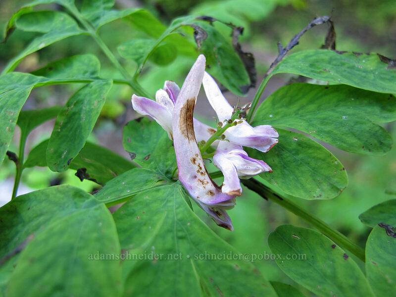 Scouler's corydalis (Corydalis scouleri) [Sheep Canyon Trail, Mt. St. Helens National Volcanic Monument, Cowlitz County, Washington]