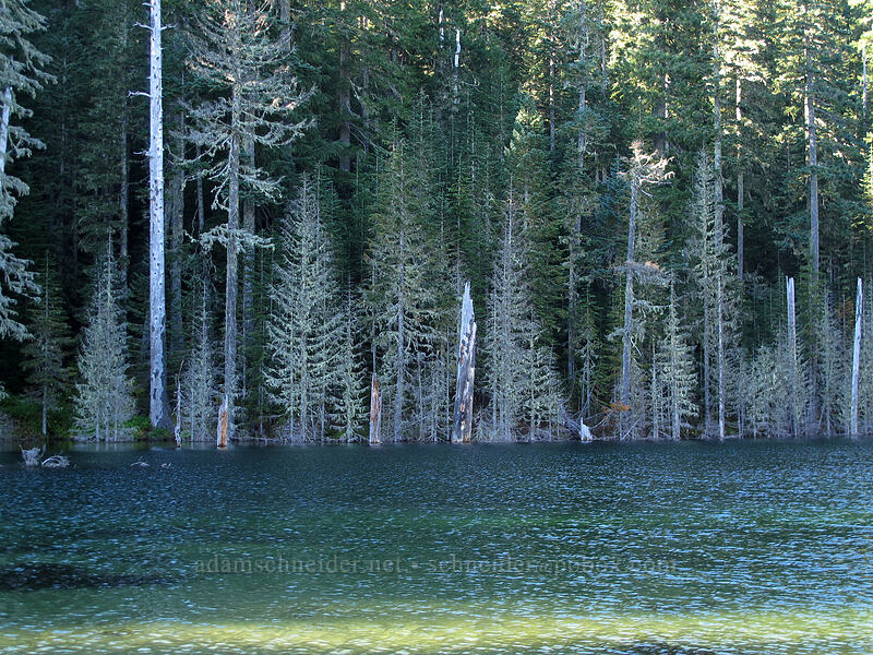 dead trees by Blue Lake [Toutle Trail, Mt. St. Helens National Volcanic Monument, Cowlitz County, Washington]