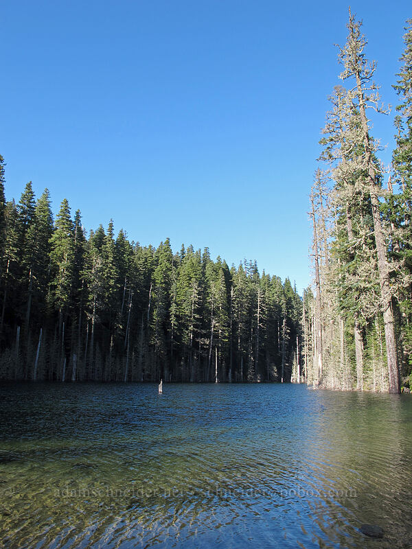 Blue Lake [Toutle Trail, Mt. St. Helens National Volcanic Monument, Cowlitz County, Washington]