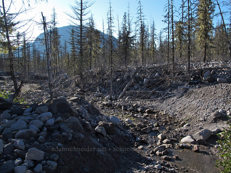 stream channels through 2006 flood debris [Coldspring Creek, Mt. St. Helens National Volcanic Monument, Cowlitz County, Washington]