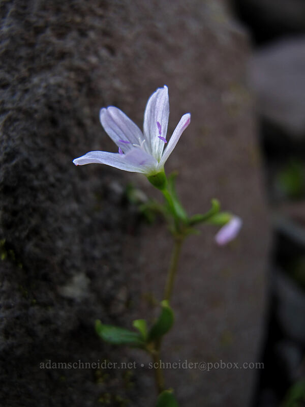 Little-leaf montia (Montia parvifolia (Claytonia parvifolia)) [Coldspring Creek, Mt. St. Helens National Volcanic Monument, Cowlitz County, Washington]