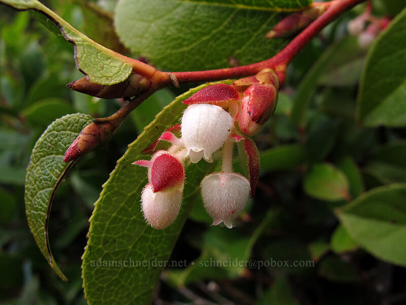 salal flowers (Gaultheria shallon) [Cape Lookout State Park, Tillamook County, Oregon]