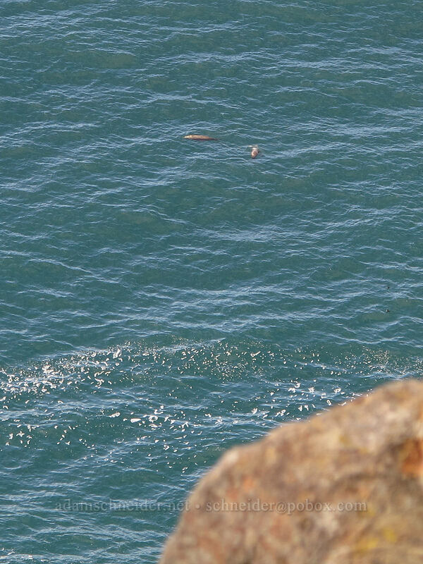 California sea lions (Zalophus californianus) [Cape Lookout State Park, Tillamook County, Oregon]