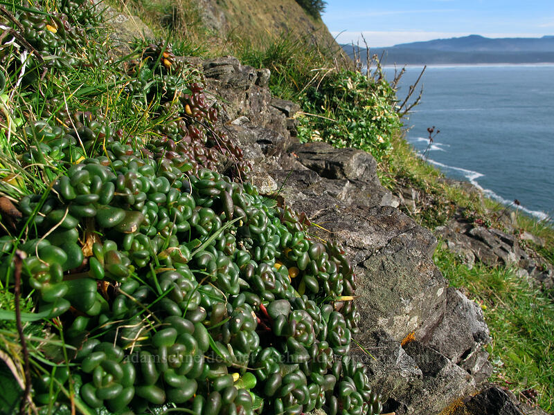 Oregon stonecrop leaves (Sedum oreganum) [Cape Lookout State Park, Tillamook County, Oregon]