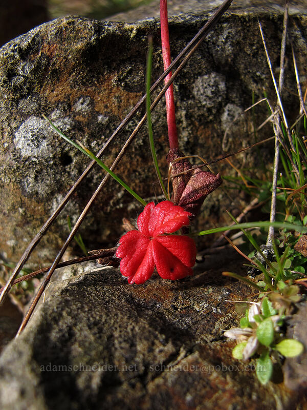 beach strawberry leaf (Fragaria chiloensis) [Cape Lookout State Park, Tillamook County, Oregon]