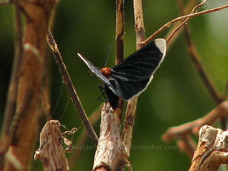 white-tipped black moth (Melanchroia chephise) [Estero San José, San Jose del Cabo, Los Cabos, Baja California Sur, Mexico]