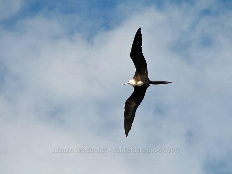 magnificent frigatebird (juvenile) (Fregata magnificens) [Boulevard Paseo de la Marina, Cabo San Lucas, Los Cabos, Baja California Sur, Mexico]