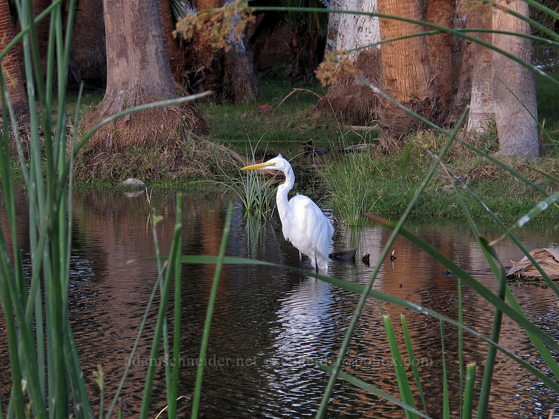 great egret (Ardea alba) [Estero San José, San Jose del Cabo, Los Cabos, Baja California Sur, Mexico]