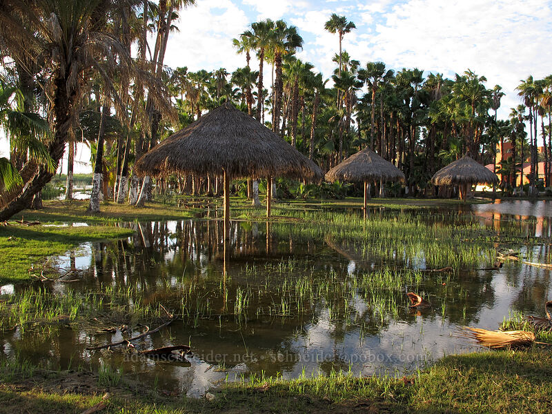 flooded palapas [Estero San José, San Jose del Cabo, Los Cabos, Baja California Sur, Mexico]