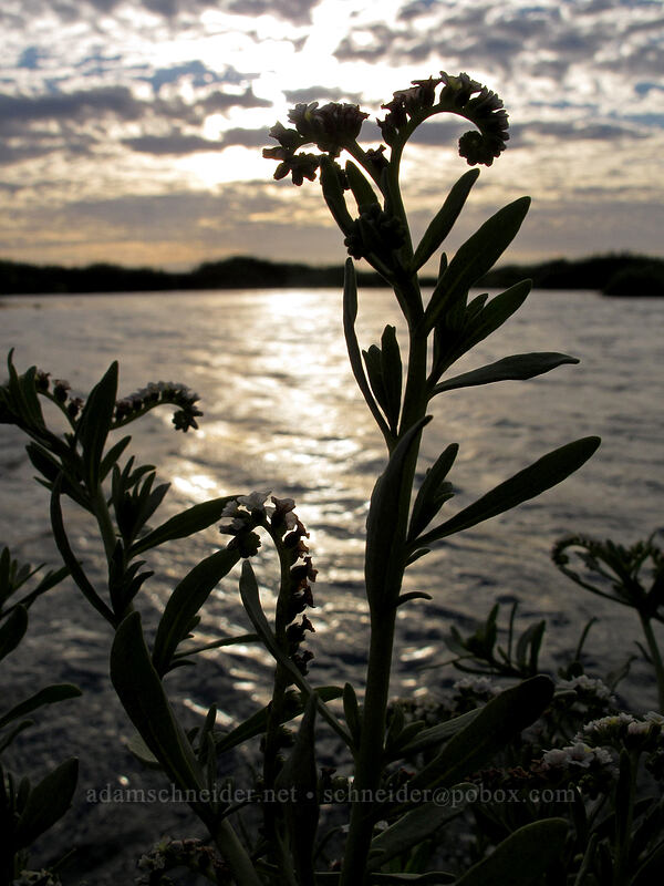 salt heliotrope (Heliotropium curassavicum) [Estero San José, San Jose del Cabo, Los Cabos, Baja California Sur, Mexico]