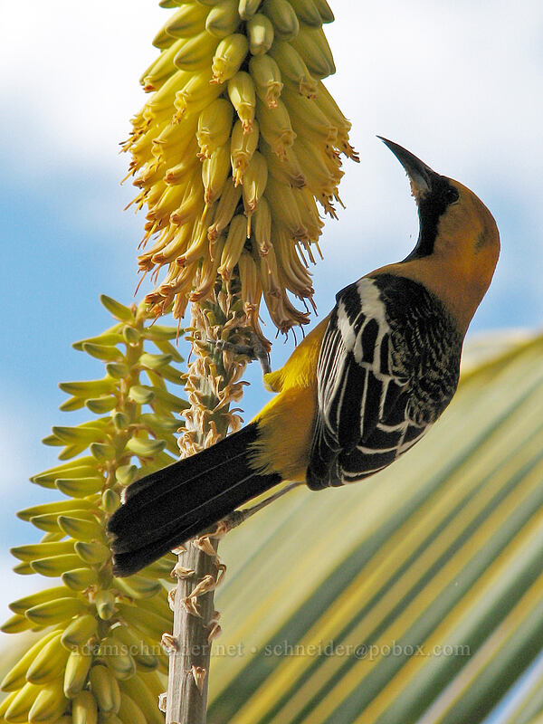 hooded oriole (Icterus cucullatus) [Posada Real, San Jose del Cabo, Los Cabos, Baja California Sur, Mexico]
