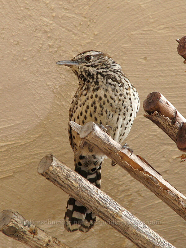cactus wren (Campylorhynchus brunneicapillus) [Posada Real, San Jose del Cabo, Los Cabos, Baja California Sur, Mexico]