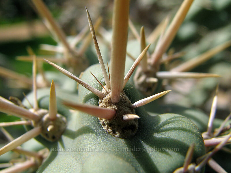 cactus spines [Posada Real, San Jose del Cabo, Los Cabos, Baja California Sur, Mexico]