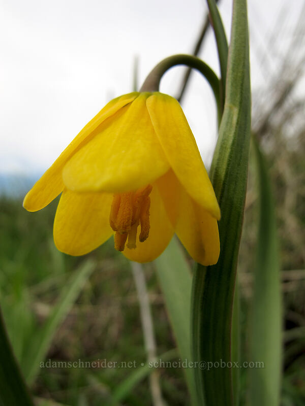 yellow bells (Fritillaria pudica) [Catherine Creek, Klickitat County, Washington]