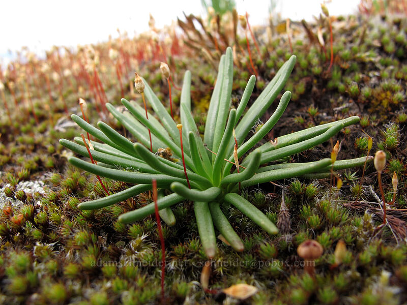 bitterroot leaves (Lewisia rediviva) [Catherine Creek, Klickitat County, Washington]
