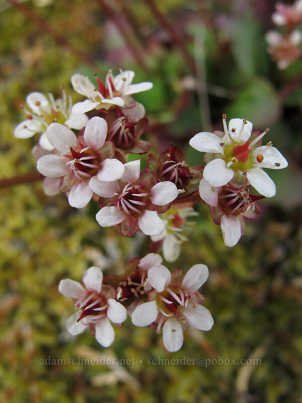 western saxifrage (Micranthes sp. (Saxifraga sp.)) [Catherine Creek, Klickitat County, Washington]
