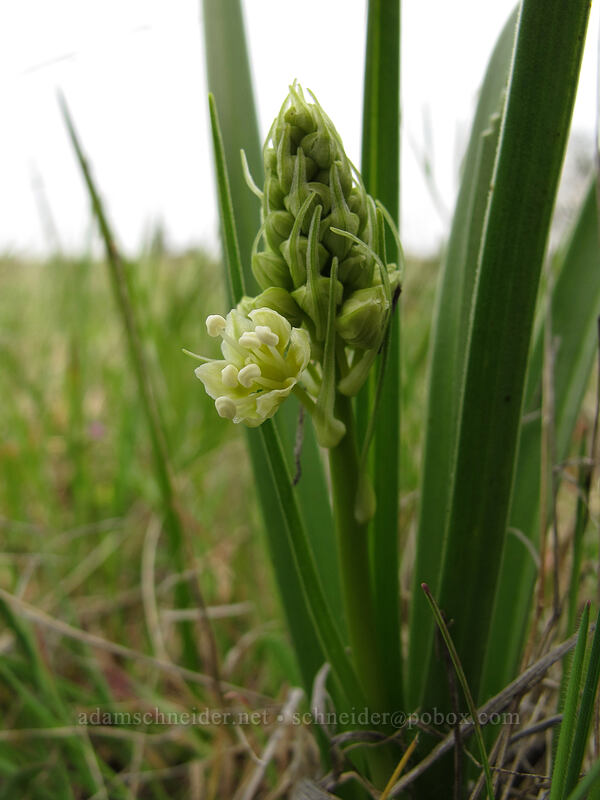 meadow death-camas (Toxicoscordion venenosum (Zigadenus venenosus)) [Catherine Creek, Klickitat County, Washington]