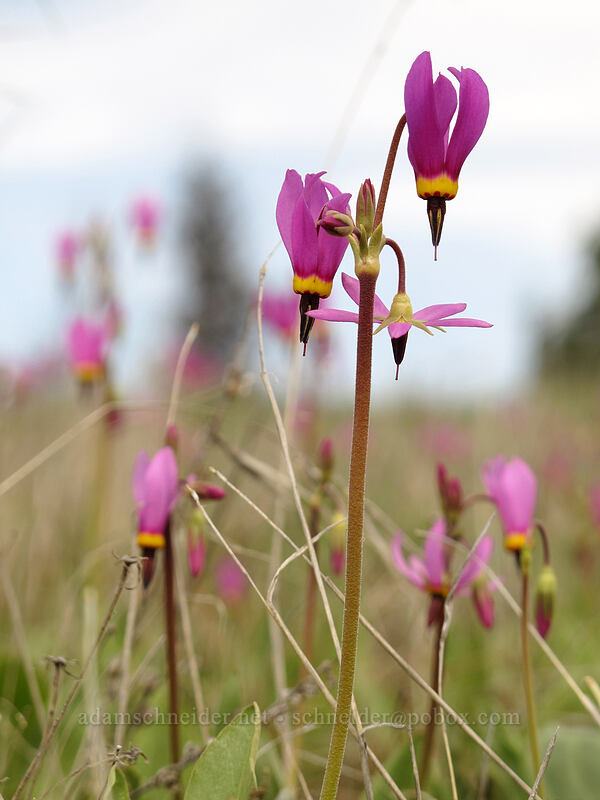 poet's shooting stars (Dodecatheon poeticum (Primula poetica)) [Catherine Creek, Klickitat County, Washington]