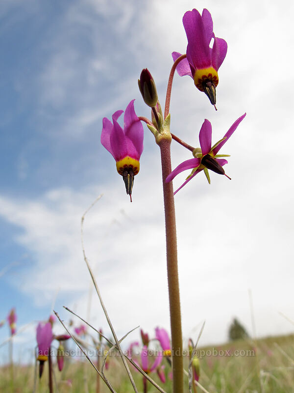 poet's shooting stars (Dodecatheon poeticum (Primula poetica)) [Catherine Creek, Klickitat County, Washington]