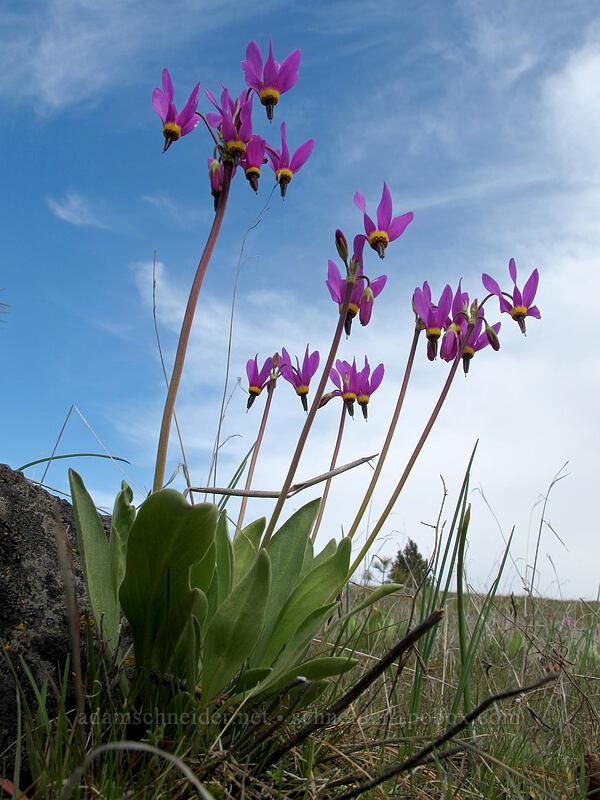 poet's shooting stars (Dodecatheon poeticum (Primula poetica)) [Catherine Creek, Klickitat County, Washington]