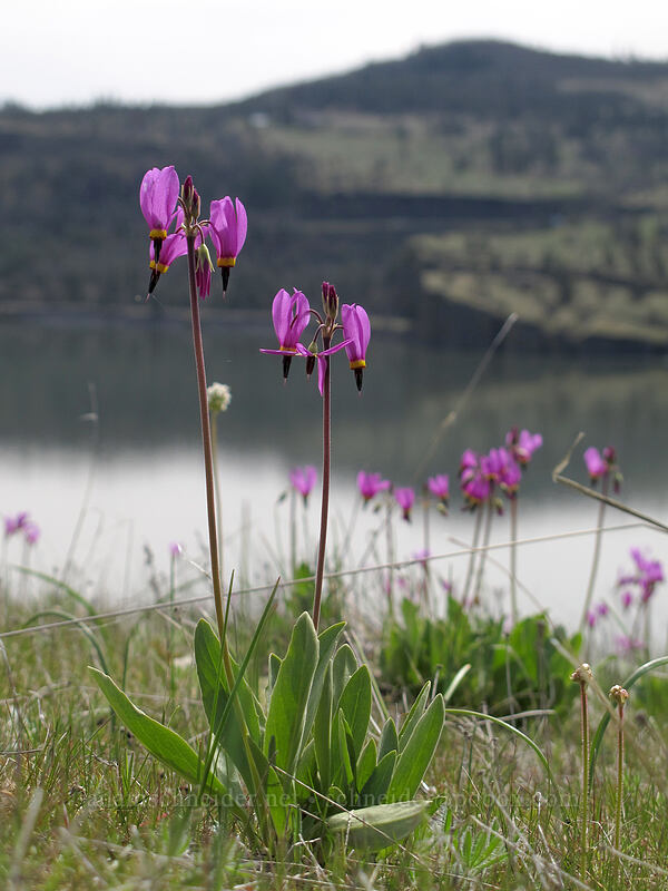 poet's shooting stars (Dodecatheon poeticum (Primula poetica)) [Catherine Creek, Klickitat County, Washington]
