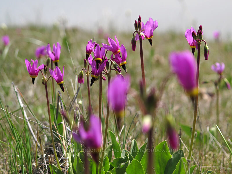 poet's shooting stars (Dodecatheon poeticum (Primula poetica)) [Catherine Creek, Klickitat County, Washington]