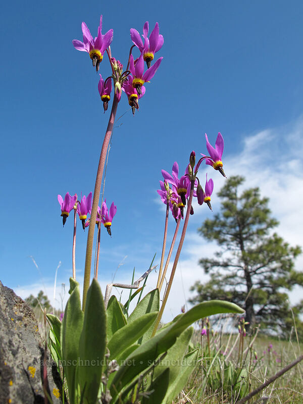 poet's shooting stars (Dodecatheon poeticum (Primula poetica)) [Catherine Creek, Klickitat County, Washington]
