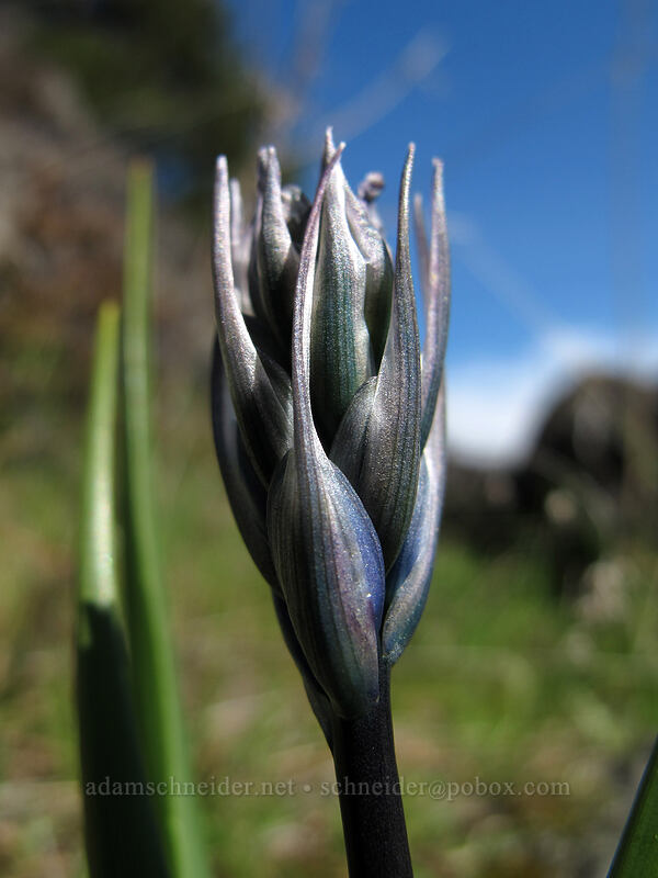 camas, budding (Camassia quamash) [Catherine Creek, Klickitat County, Washington]