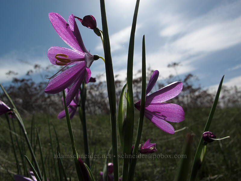 grass widows (Olsynium douglasii) [Catherine Creek, Klickitat County, Washington]