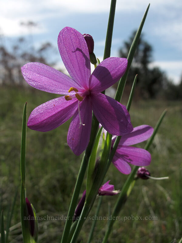 grass widows (Olsynium douglasii) [Catherine Creek, Klickitat County, Washington]