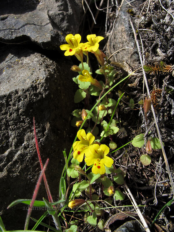 chickweed monkeyflower (Erythranthe alsinoides (Mimulus alsinoides)) [Catherine Creek, Klickitat County, Washington]