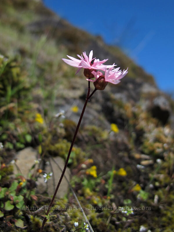 smooth prairie stars (Lithophragma glabrum) [Catherine Creek, Klickitat County, Washington]