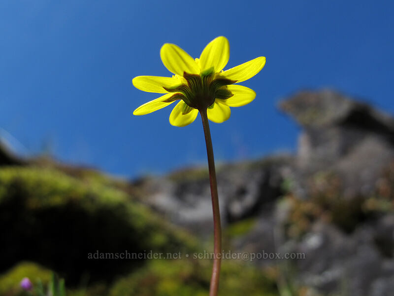 gold stars (Crocidium multicaule) [Catherine Creek, Klickitat County, Washington]