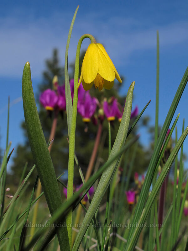 yellow bells & poet's shooting stars (Fritillaria pudica, Dodecatheon poeticum (Primula poetica)) [Catherine Creek, Klickitat County, Washington]