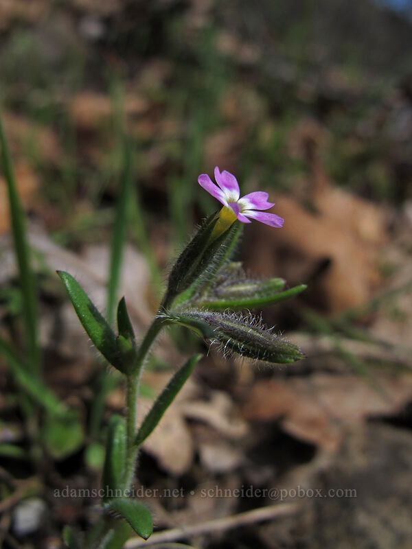 slender phlox (Microsteris gracilis (Phlox gracilis)) [Catherine Creek, Klickitat County, Washington]