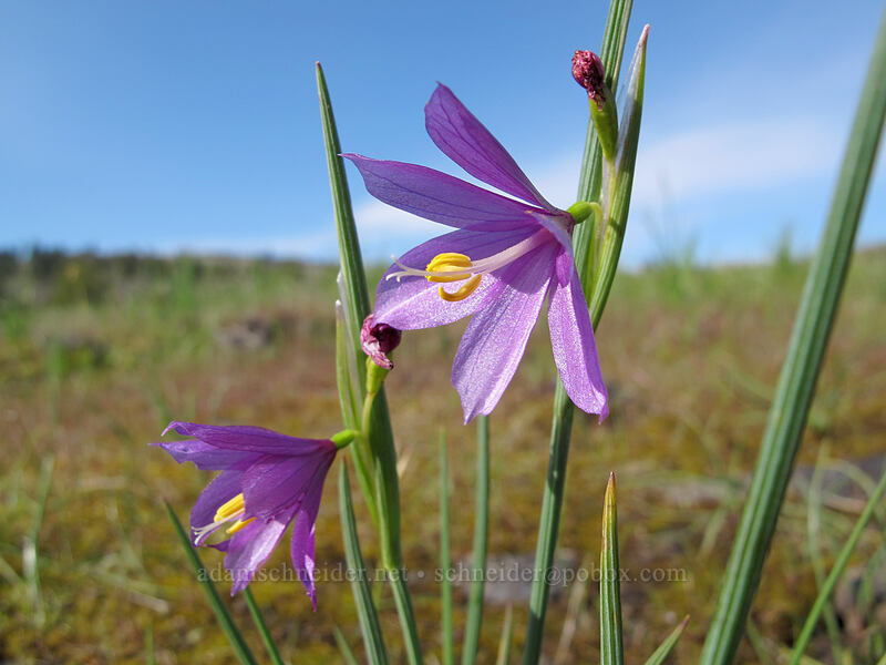 grass widows (Olsynium douglasii) [Catherine Creek, Klickitat County, Washington]