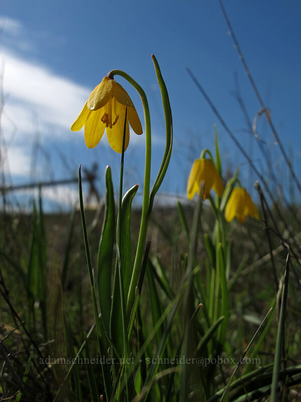 yellow bells (Fritillaria pudica) [Catherine Creek, Klickitat County, Washington]