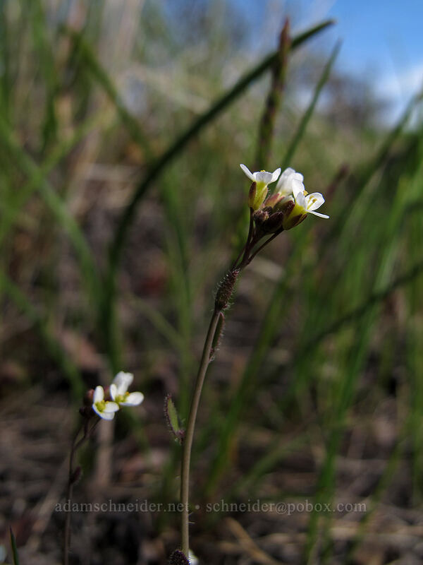 some kind of cress [Catherine Creek, Klickitat County, Washington]