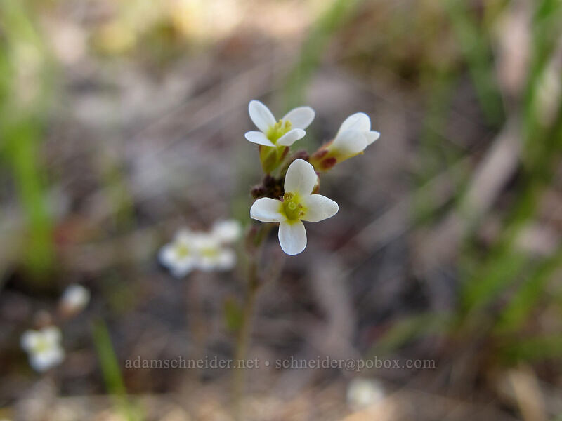 some kind of cress [Catherine Creek, Klickitat County, Washington]