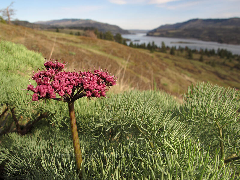Columbia desert parsley (Lomatium columbianum) [Catherine Creek, Klickitat County, Washington]