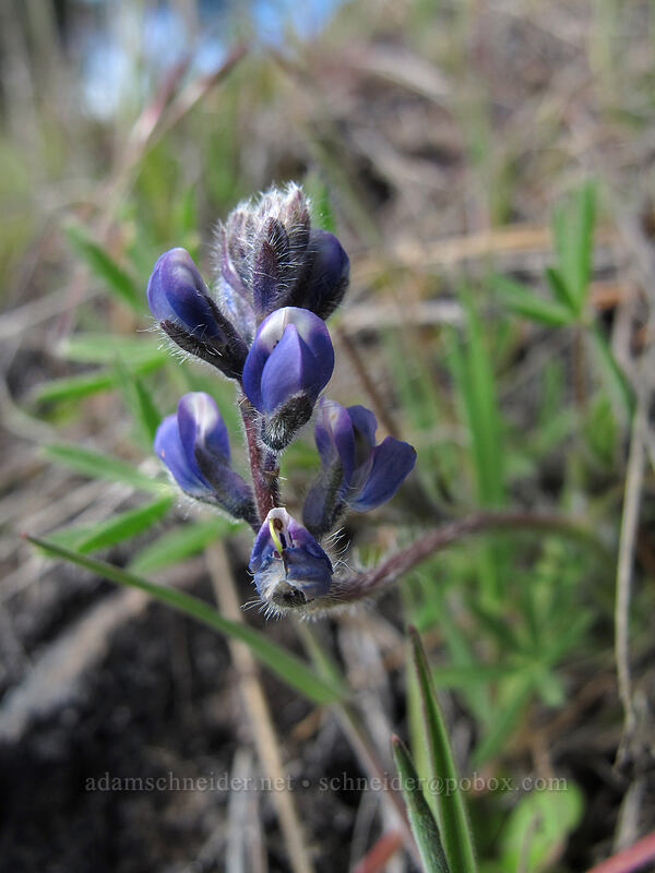 small-flowered lupine (Lupinus micranthus (Lupinus polycarpus)) [Catherine Creek, Klickitat County, Washington]