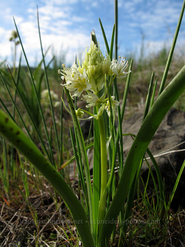 meadow death-camas (Toxicoscordion venenosum (Zigadenus venenosus)) [Catherine Creek, Klickitat County, Washington]
