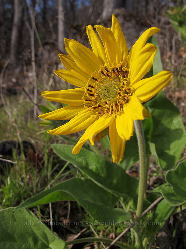 balsamroot (Balsamorhiza sp.) [Old Highway 8, Klickitat County, Washington]
