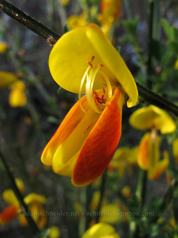 scotch broom (Cytisus scoparius) [South Beach State Park, Newport, Lincoln County, Oregon]
