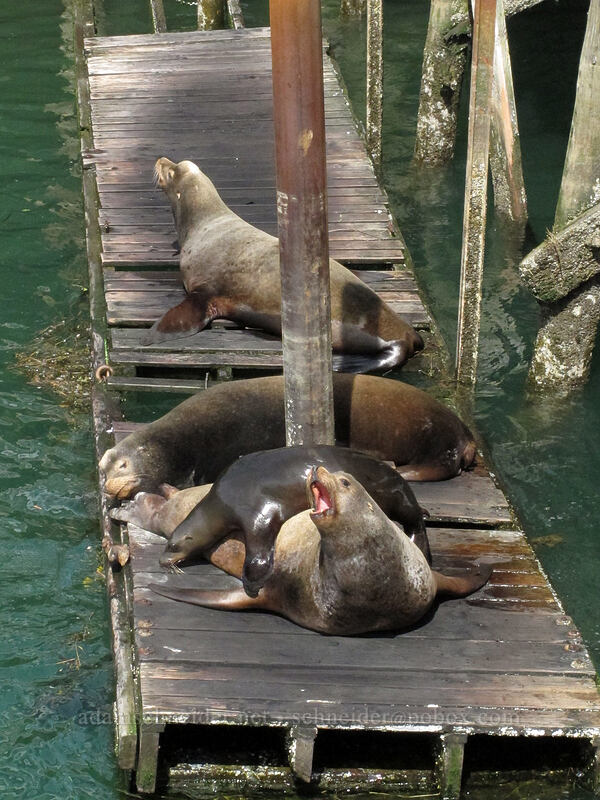 California sea lions (Zalophus californianus) [Port Dock 1, Newport, Lincoln County, Oregon]